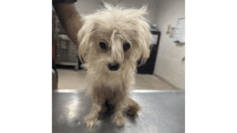 A white poodle sitting on a table with someone standing behind