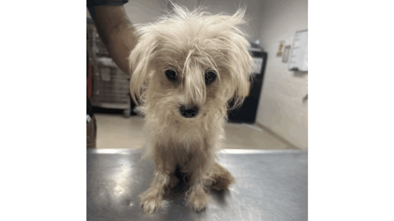 A white poodle sitting on a table with someone standing behind