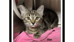 A tabby kitten sitting inside a cage with a pink cloth
