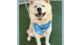 A white shepherd with a blue scarf, sitting and looking happy