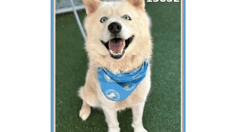 A white shepherd with a blue scarf, sitting and looking happy