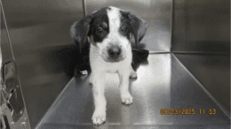 A white/black border collie puppy walking on a metal cage