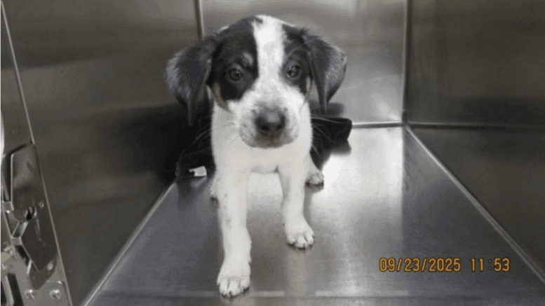 A white/black border collie puppy walking on a metal cage