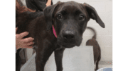 A chocolate labrador retriever with a pink leash, standing on a table