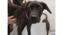 A chocolate labrador retriever with a pink leash, standing on a table