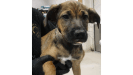 A tan/black shepherd puppy held by someone