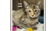 A tabby/calico kitten loafed inside a cage