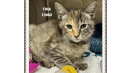 A tabby/calico kitten loafed inside a cage
