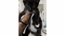 A black/white kitten held up straight by someone