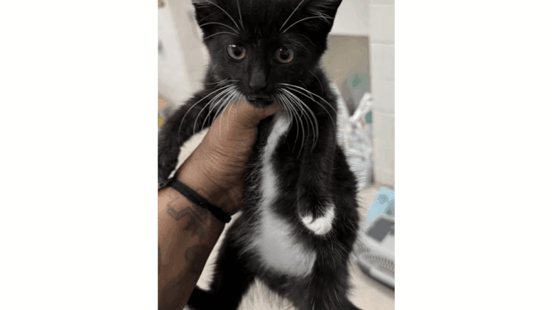 A black/white kitten held up straight by someone