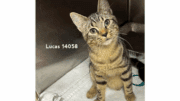 A brown tabby cat sitting on a cage, looking at the camera