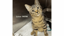 A brown tabby cat sitting on a cage, looking at the camera