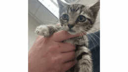 A grey tabby kitten held by someone