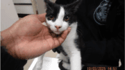 A black/white cat held by someone on its head