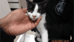 A black/white cat held by someone on its head