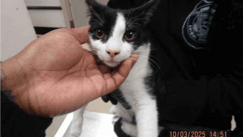 A black/white cat held by someone on its head