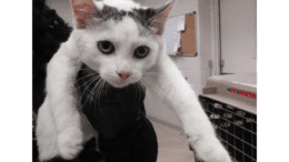 A tabby/white cat held by someone