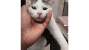 A white/black cat held on the head by someone
