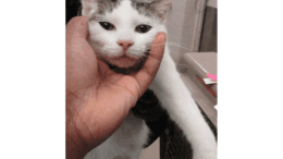 A white/black cat held on the head by someone