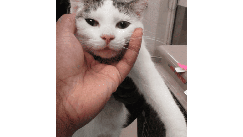 A white/black cat held on the head by someone