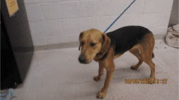 A black/tan hound with a blue leash