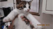 A tabby/white kitten held by someone