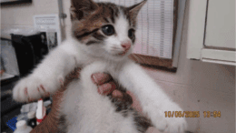 A tabby/white kitten held by someone
