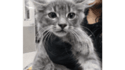 A grey tabby kitten held by someone