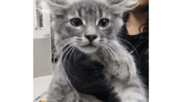 A grey tabby kitten held by someone