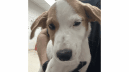 A white/brown beagle held by someone
