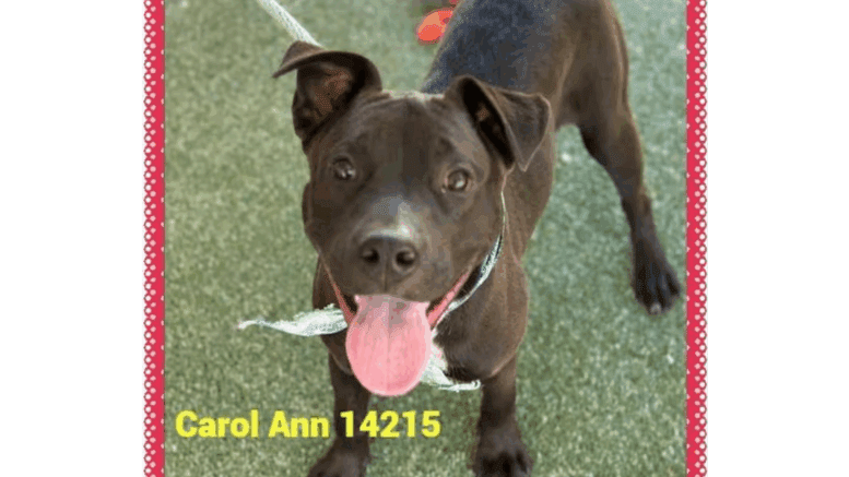A black/white labrador retriever looking happy, with tongue's out