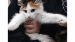 A calico kitten with arms wide open, held by someone behind