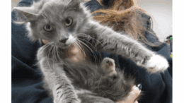 A grey/white kitten held by someone from behind