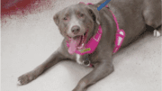 A brown/white labrador retriever with a pink leash, looking happy