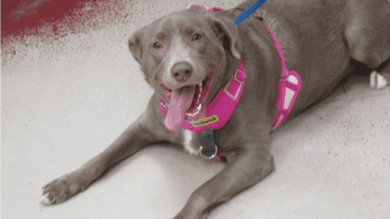 A brown/white labrador retriever with a pink leash, looking happy
