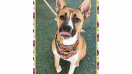 A brown/white shepherd sitting with tongue's out and a colorful scarf