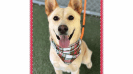 A yellow gold/white shepherd looking happy with tongue's out