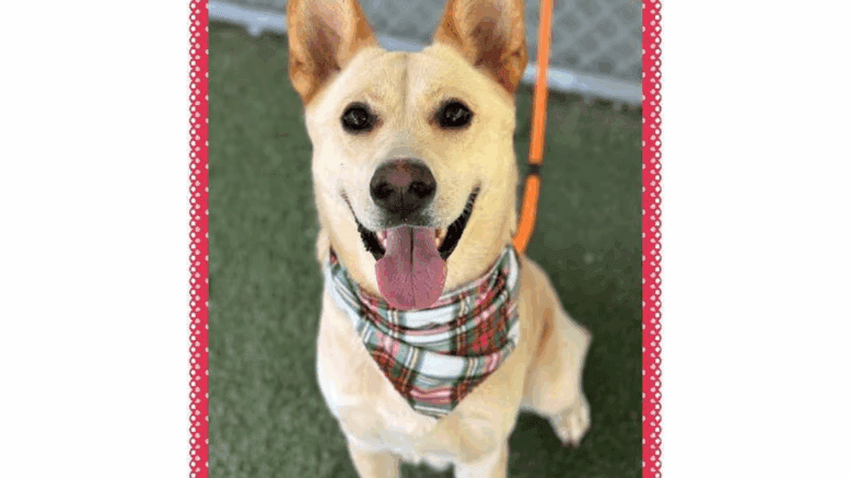A yellow gold/white shepherd looking happy with tongue's out