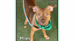 A tan American pit bull terrier with a green scarf, looking at the camera