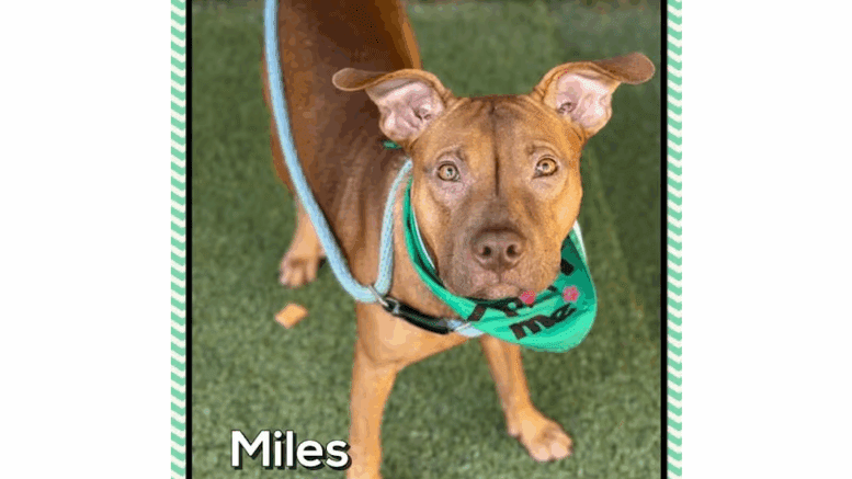 A tan American pit bull terrier with a green scarf, looking at the camera