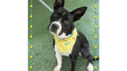 A black/white American pit bull terrier with a yellow scarf
