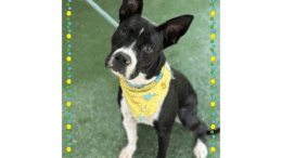 A black/white American pit bull terrier with a yellow scarf