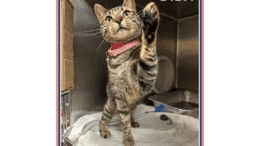 A brown tabby cat standing inside a cage with one paw up