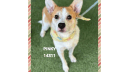 A tan/white Welsh corgi with a leash, looking at the camera