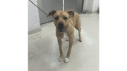 A tan/white Rhodesian ridgeback standing with a blue leash