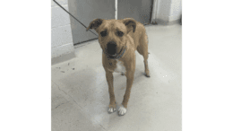 A tan/white Rhodesian ridgeback standing with a blue leash