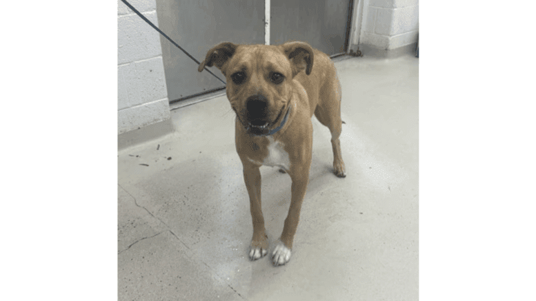 A tan/white Rhodesian ridgeback standing with a blue leash
