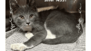 A grey/white kitten curled up inside a cage