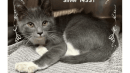 A grey/white kitten curled up inside a cage