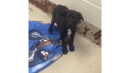 A black/white labrador retriever standing on a blue cloth
